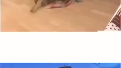 Funny Animals viral video