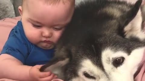 Lovely puppy