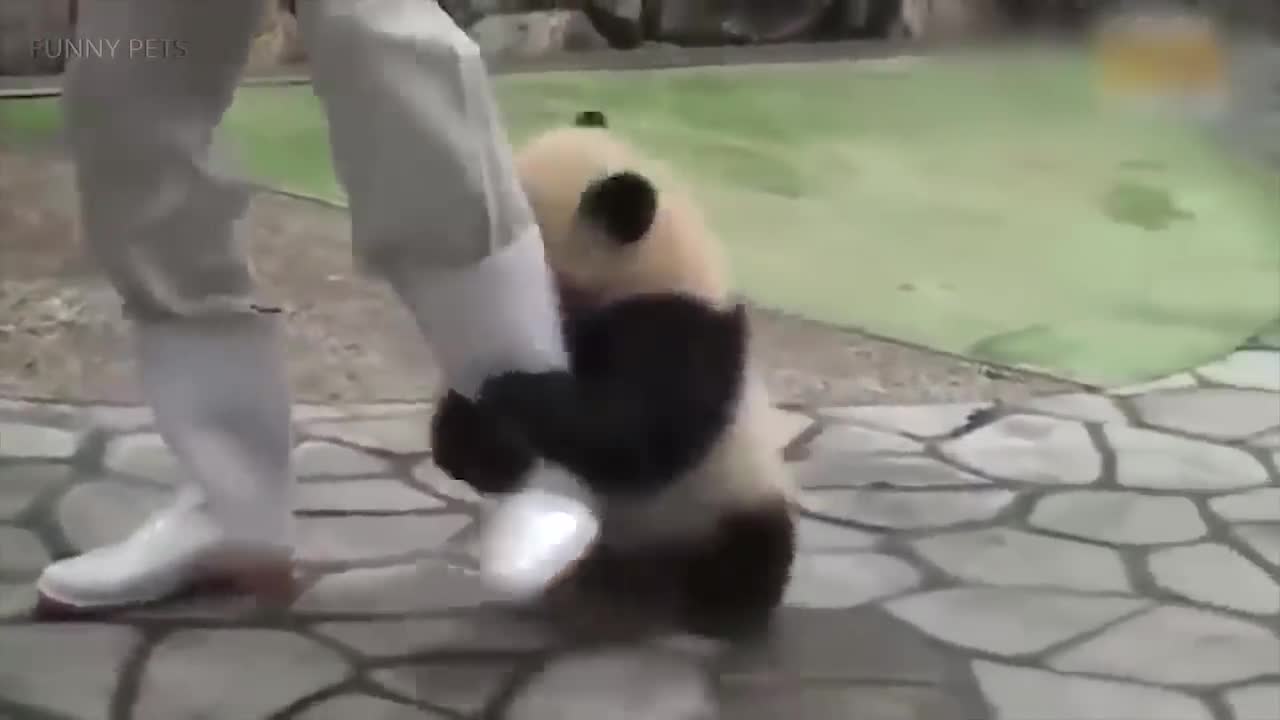 Playing Pandas 🐼 Baby Panda [Funny Pets]