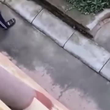 What to do with snake