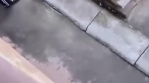 What to do with snake