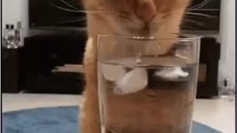 Cute Cat Gif