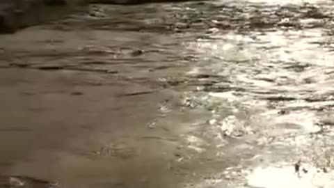پھر سے دریائے ستلج بپھر گیا
