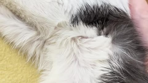 Goopy Eye Kitten Rescued