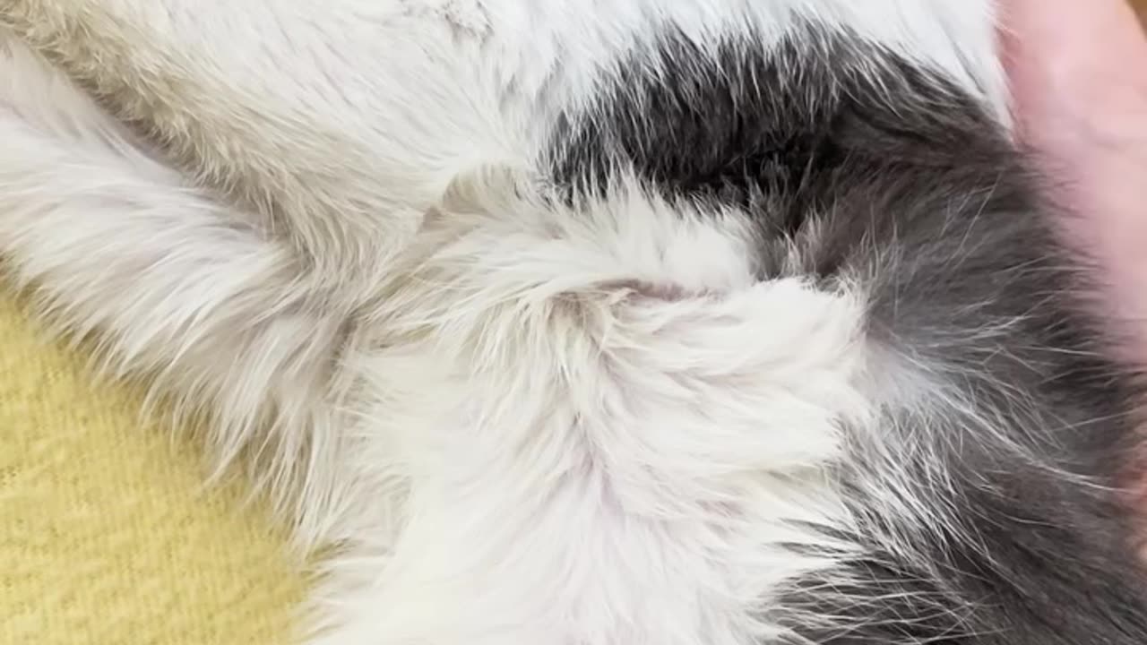 Goopy Eye Kitten Rescued