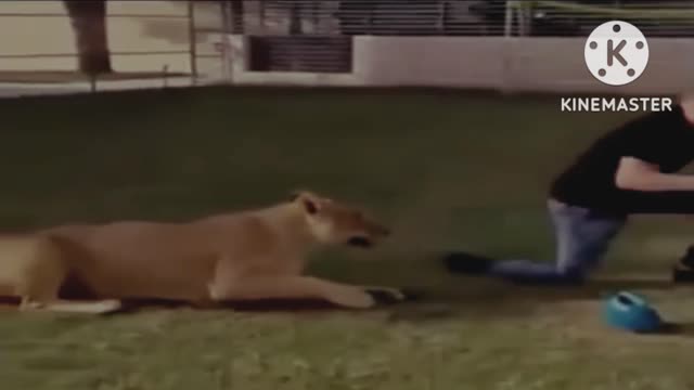 When lion strikes