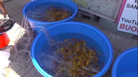 TẠI SAU CÁ KOI BỊ PHAI MÀU / WHY KOI FISH FLOWS COLORS WITH TIME