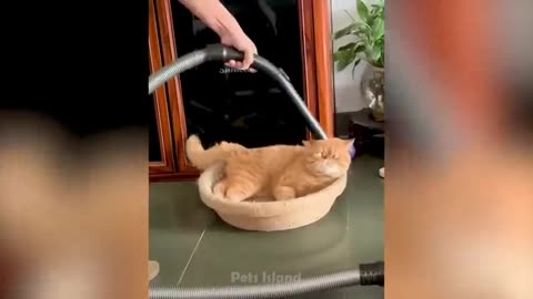 Funny pets 🐶😺moments🤣😂🤣