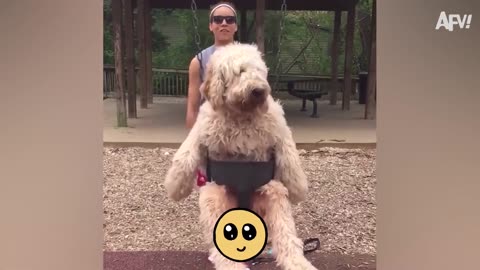TRY NOT TO AWW! All-Time Funniest Dog Videos