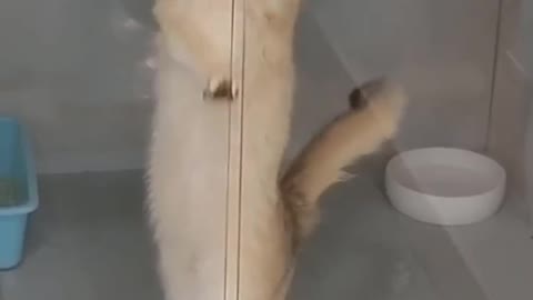 Hilarious animal moments #10