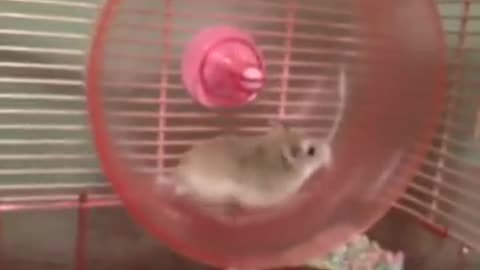 HILARIOUS HAMSTER WHEEL FAIL VINE!