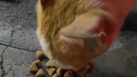feeding stray cat 🐈🐱