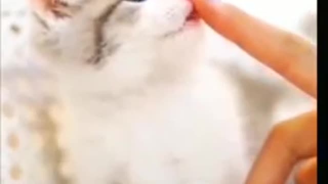 cute and funny cats videos