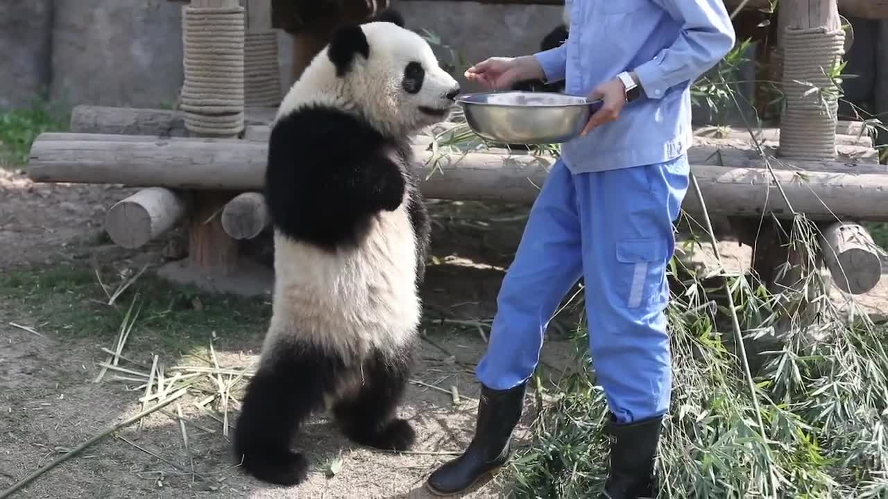 The panda
