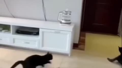 Funny cats and animals videos