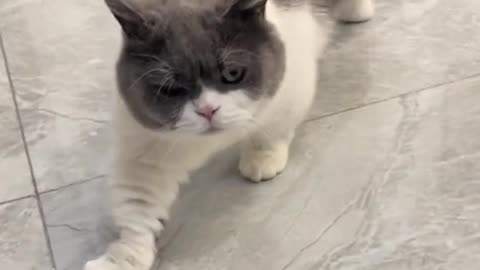 Stretches claw