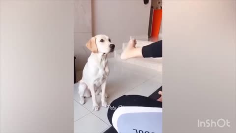 Dogs 😂