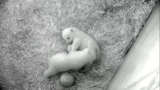 Polar bear twin cubs get active in German zoo