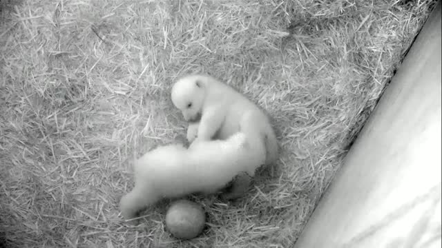 Polar bear twin cubs get active in German zoo