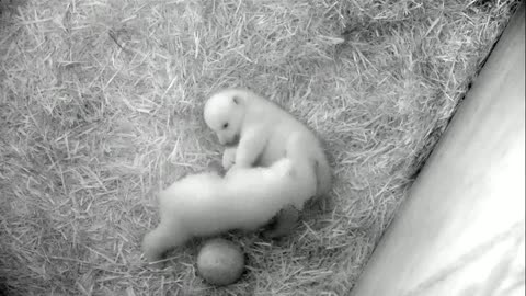 Polar bear twin cubs get active in German zoo