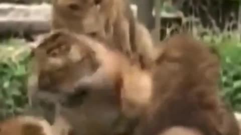 Lion tiger liger fight