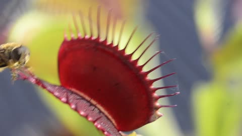 Venus flytrap (Dionaea muscipula) catches insects