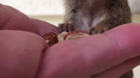 Happy Birthday 🎉🎂 Squishiii!! 🎈