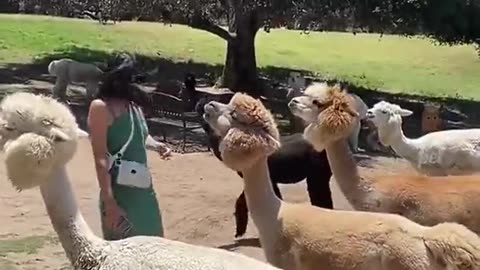 Cute and funny animal funny video