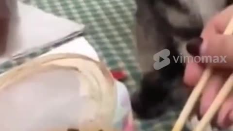 Funny comedy video shots