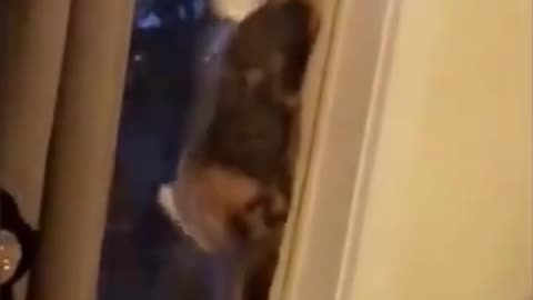 Funniest Cats & Dogs Videos, Cute Cat and Dog Videos😻 Cute and funny videos 😂