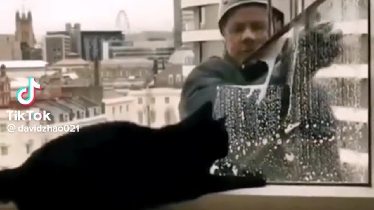 See my cat