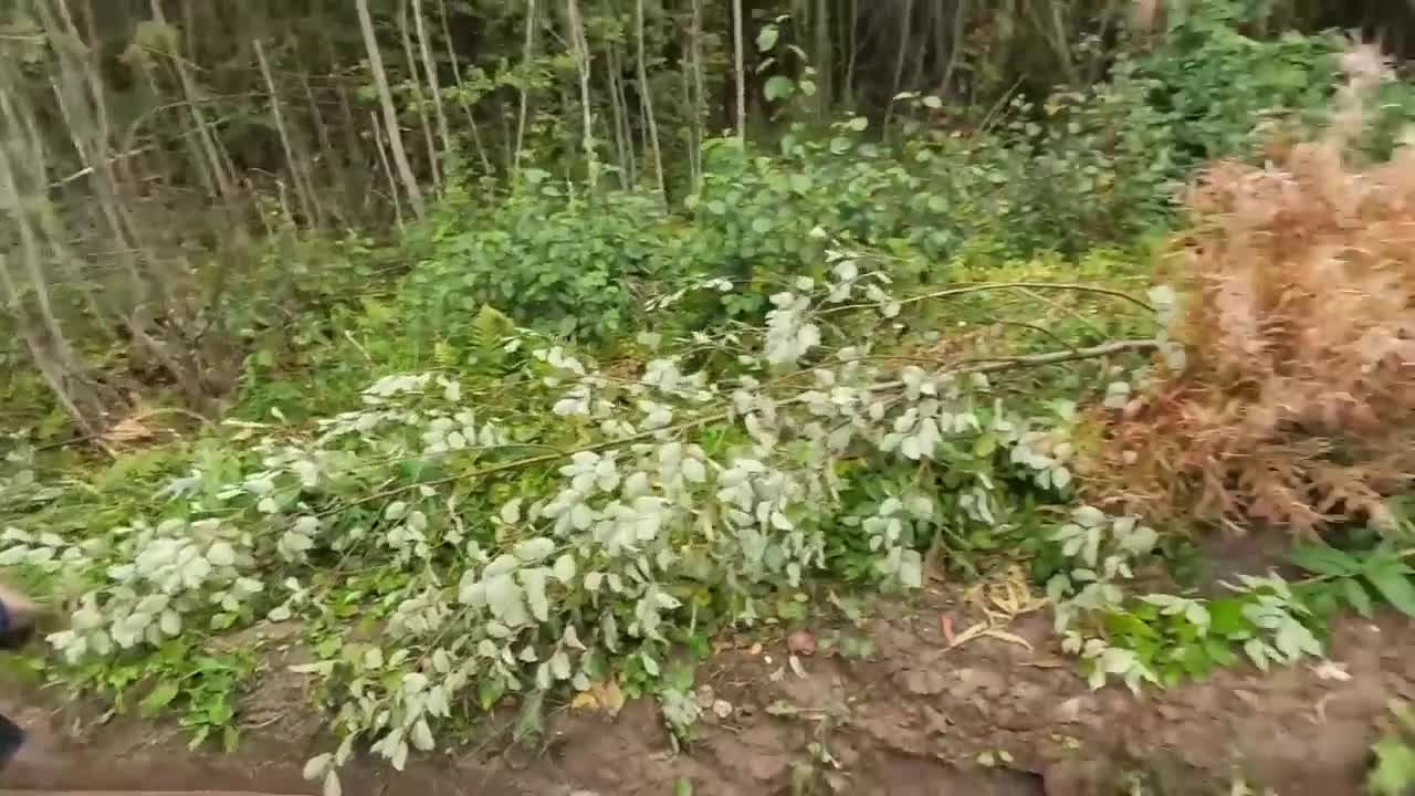 There's an ancient hurricane in the swamps along the highway