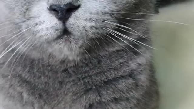 Two cats