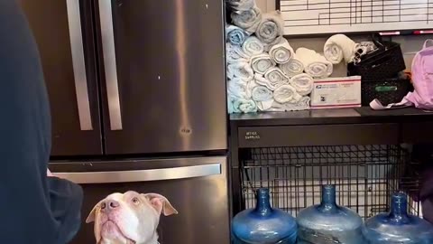 Getting a dog stay to calm and reduce