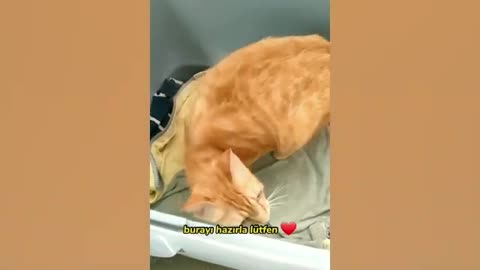 Funniest Animals 😄 New Funny Cats and Dogs Videos 😹🐶