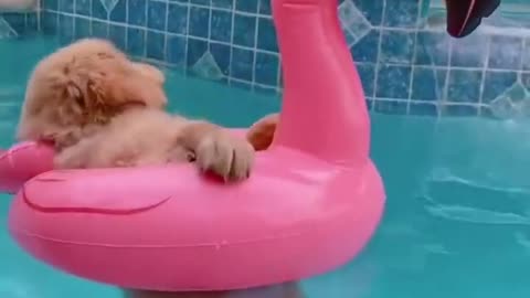 Funny dogs, #funnydogs #doghumor #dogjokes #hilarioushounds #caninecomedy #shorts