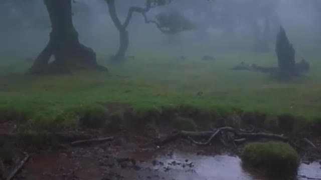 Rain