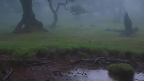 Rain