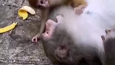 monkey