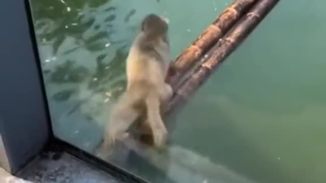 😂😂😂#animals #foryou #funny #pet #fyp #lol #monkey