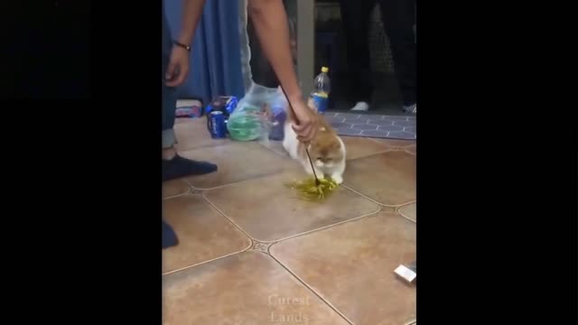 Cat is afraid to clean the house