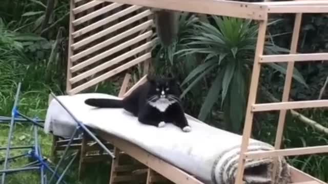 Cat videos that make you want a cat immediately 😂❤️