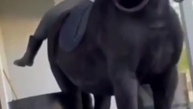 When Riding A Horse We Borrow Freedom