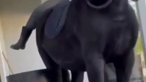 When Riding A Horse We Borrow Freedom
