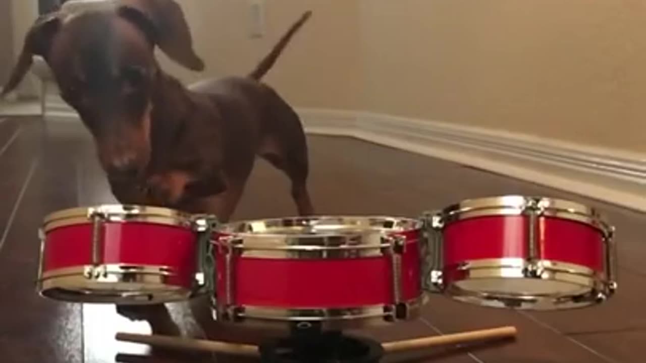 Dog concert