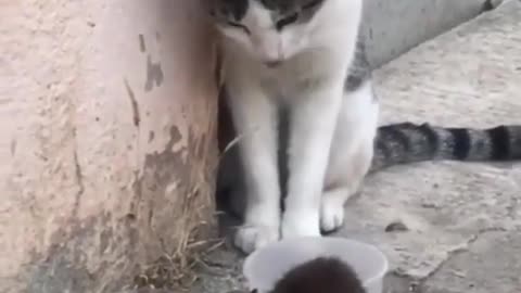 Best Funniest Animal Videos Of The Week #6