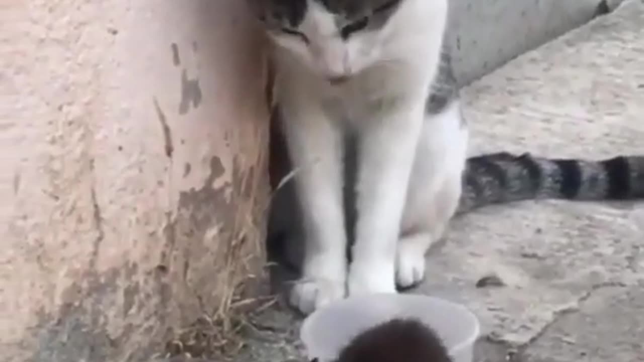 Best Funniest Animal Videos Of The Week #6