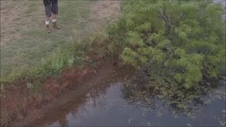 🦆 Releasing Baby Mallard Duck ❤