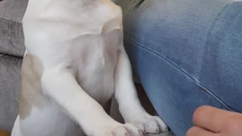 Dueño se comunica con cachorro solo a través de ladridos
