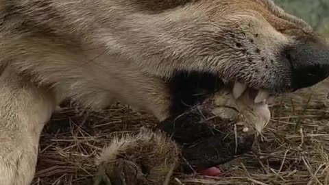 The Wolf is enjoying the delicious food on earth, looking at the want to eat